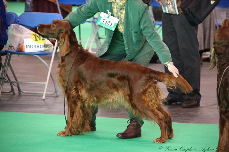 Crufts2011 017.jpg